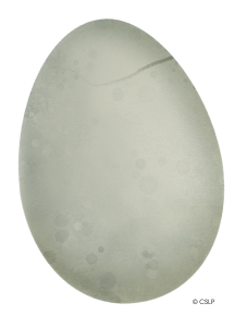 Dinosaur egg
