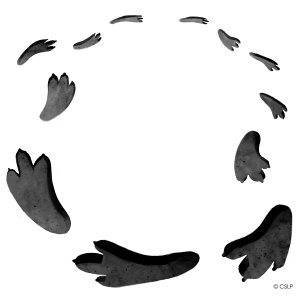 Dinosaur prints - black color schem