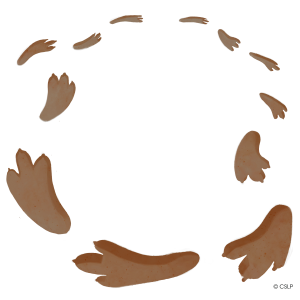 dinosaur tracks: brown color scheme